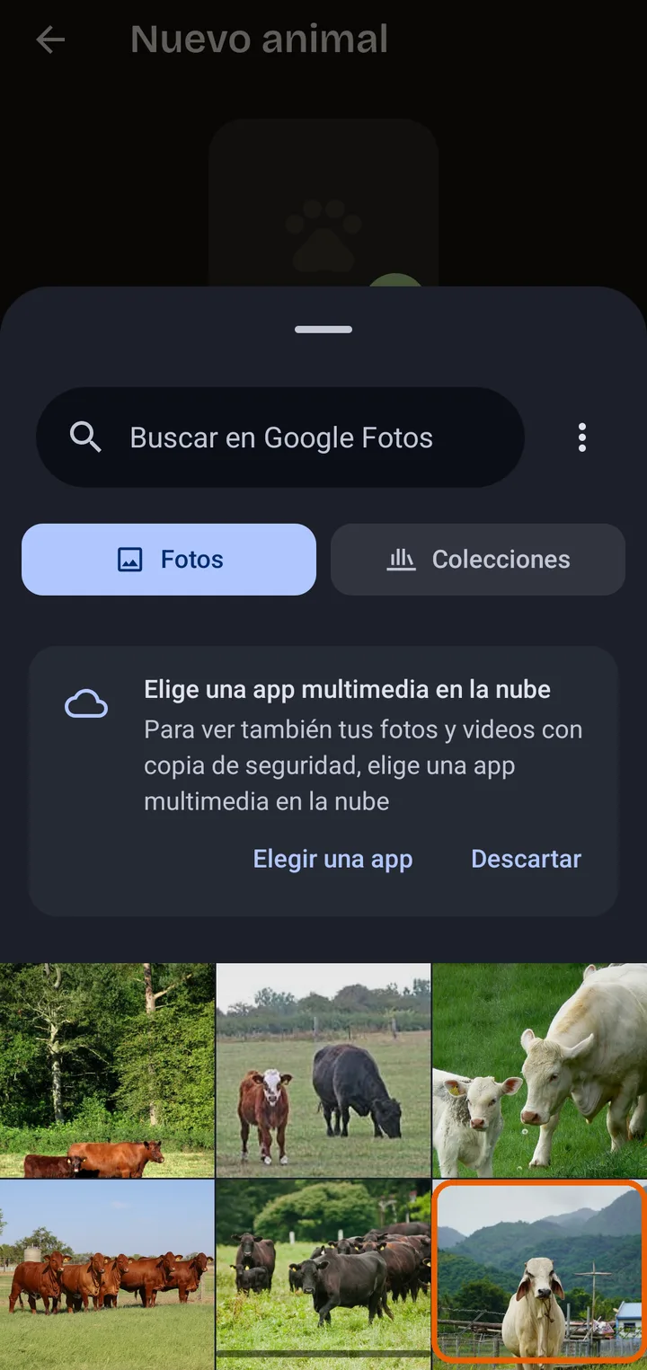 Escoge la foto y acomódala